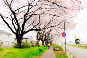 桜並木を走る自転車