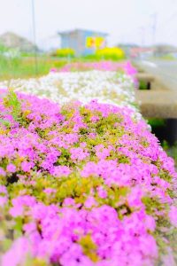 芝桜