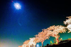 水無川の桜並木のライトアップ