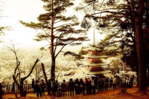 桜と五重塔(白)