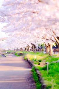 桜並木