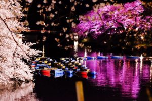 桜とボート