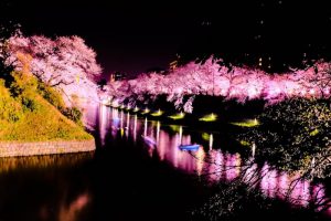 桜とボート