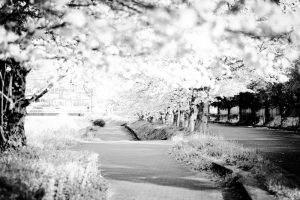 桜並木(モノクロ)