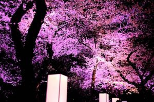 桜のライトアップ