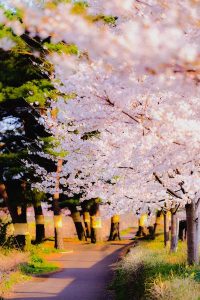 桜並木と松