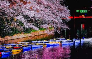 桜とボート