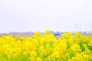 菜の花とトラック