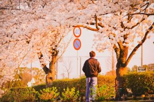 桜とおじさん