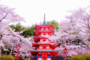 桜と五重塔