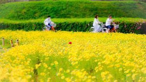 自転車と菜の花畑