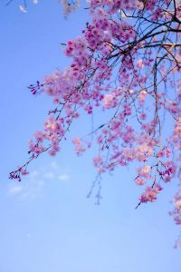 桜と青空