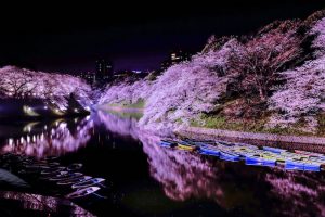 千鳥ヶ淵の桜とボート