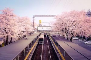 小田急線の駅と桜並木