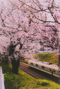 小田急線と桜の木