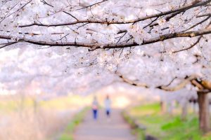 桜並木を歩く2人