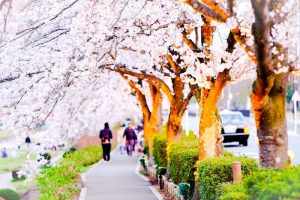 桜並木を歩く人達