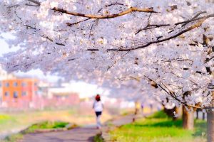 桜並木と歩く女性