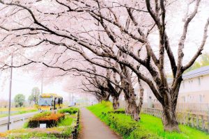 桜並木とバス