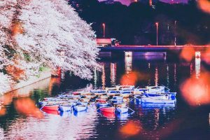 桜とボート