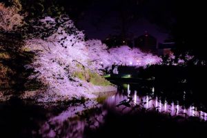 桜のライトアップ