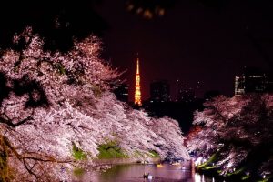 桜と東京タワー