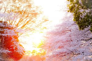 桜と夕焼け
