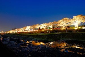 水無川の桜並木のライトアップ