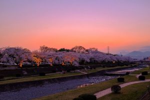 水無川の桜並木のライトアップ