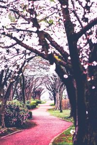 桜並木のトンネル