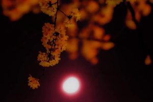 桜と月