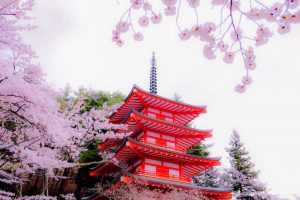 桜と五重塔