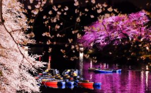桜とボート