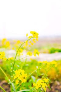菜の花