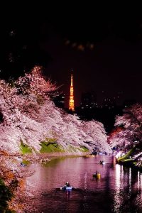 桜と東京タワー