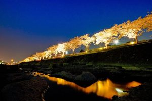 水無川の桜並木のライトアップ