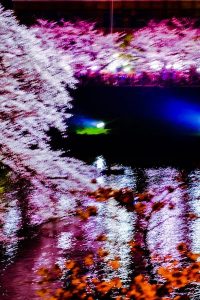 ぶれた桜の写真