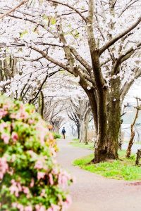 桜並木のトンネルを歩く男性