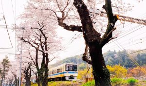 小田急線と桜並木