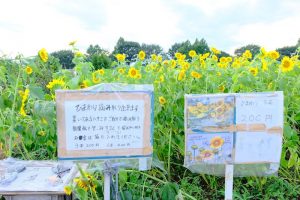 ひまわりの販売