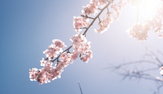 2月の湘南平で富士山と梅と桜の写真と動画［X-Pro3］