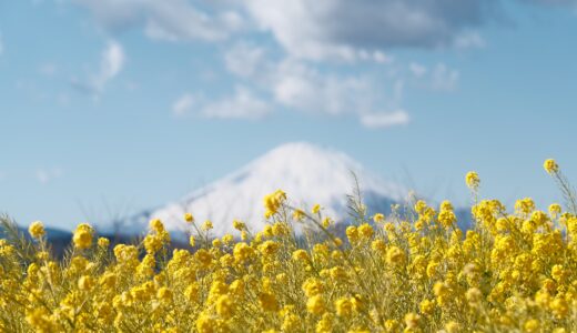 1月に吾妻山公園の菜の花と富士山を撮りに行って来た時の話［X-Pro3］