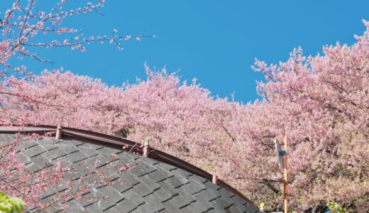まつだ桜まつりに河津桜を撮りに行ってきた時の渋滞と迂回ルートを見つけた話と動画と写真とGFX50Siiの話。［X-Pro3］