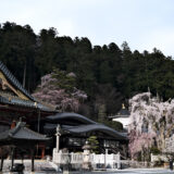 身延山久遠寺の枝垂れ桜を撮りに行ってきた時の動画と写真とツーリングの話。［X-Pro3］