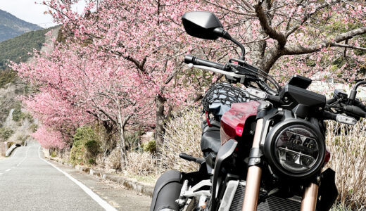 まだ咲いていない「寄枝垂れ桜」と戸川公園に「河津桜」を撮りに行ってき時の国道246号を迂回した話と動画と写真［X-Pro3］