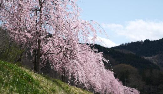 寄のしだれ桜を撮りに行ってきた時の写真と動画とツーリングの話。［X-Pro3］