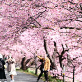 ［写真］静岡県南伊豆町「みなみの桜と菜の花まつり」の写真-2023年-