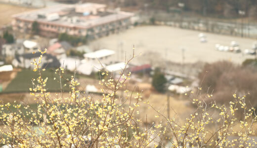 ［写真］神奈川県松田町「寄ロウバイまつり」の写真-2023年-