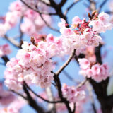 ［写真］静岡県県「あたみ桜糸川桜まつり」の写真-2023年-