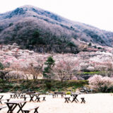 ［写真］神奈川県 湯河原梅林「梅の宴」の写真-2023年-